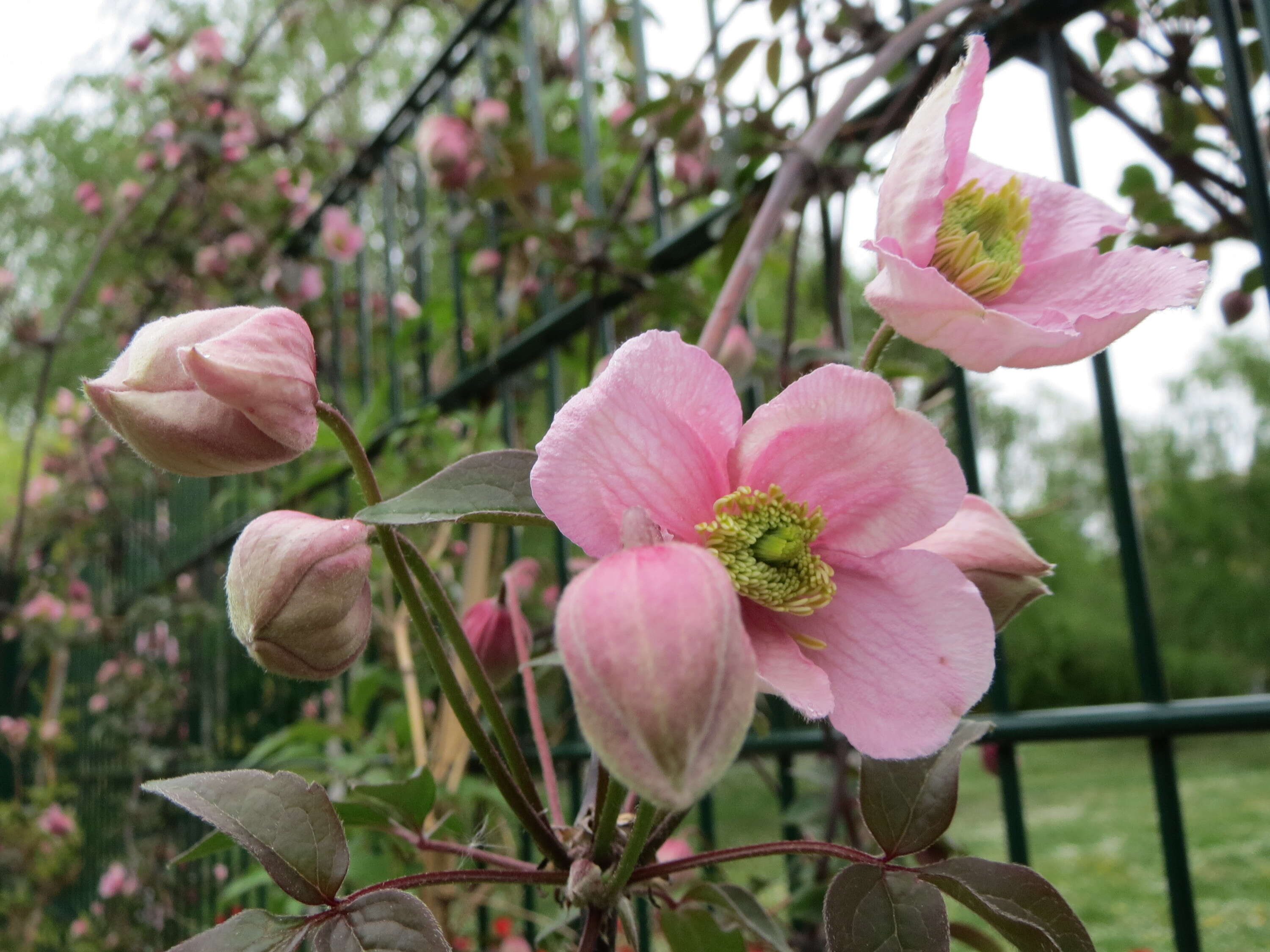 Image of Himalayan Clematis