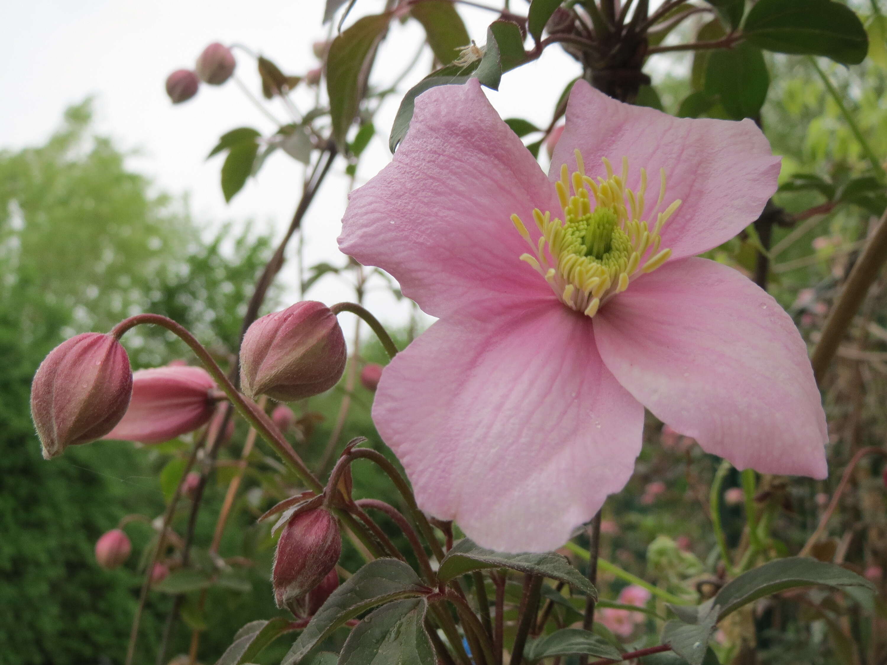 Image of Himalayan Clematis