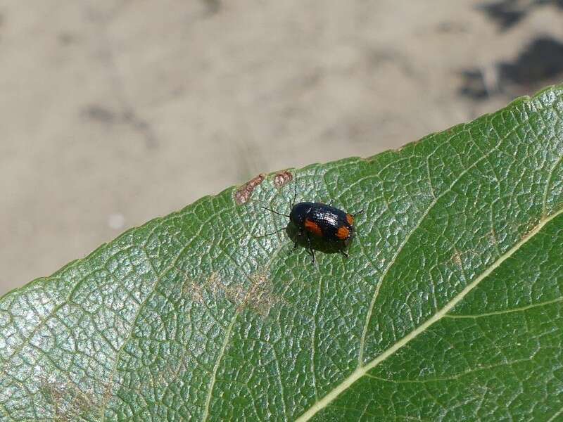 Cryptocephalus notatus Fabricius 1787 resmi