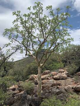 Sivun Commiphora marlothii Engl. kuva