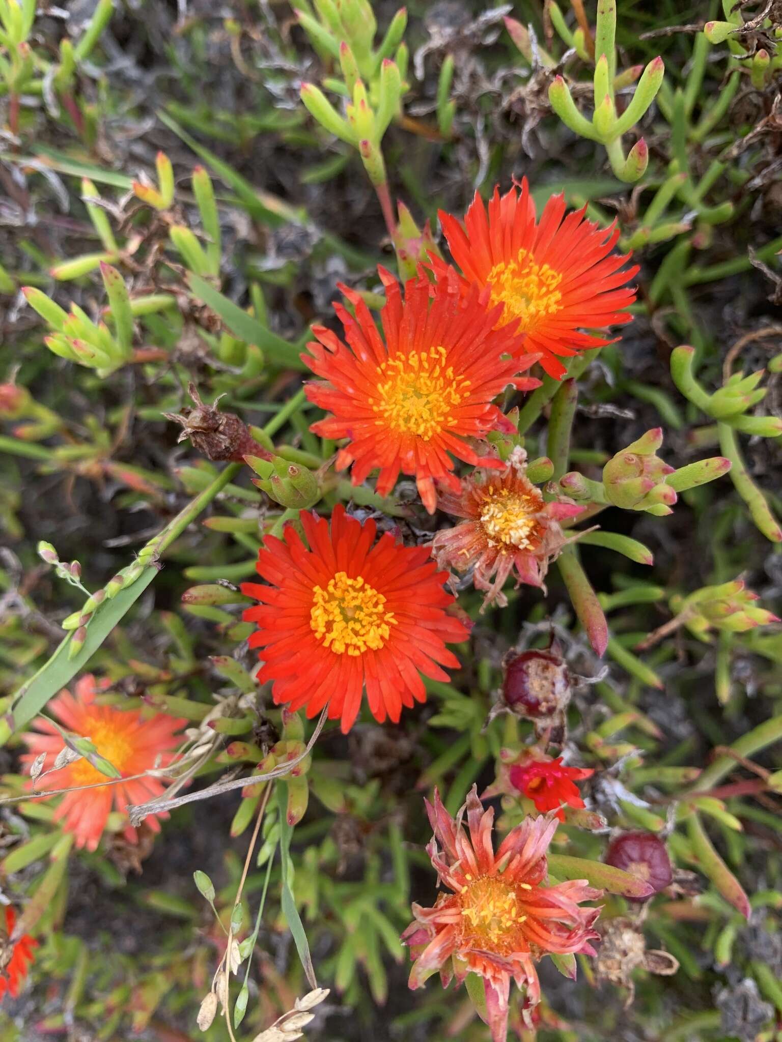 صورة Lampranthus fergusoniae (L. Bol.) L. Bol.