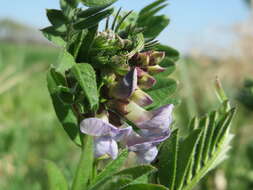 Image of bush vetch