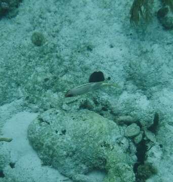 Image of Longspine Squirrelfish