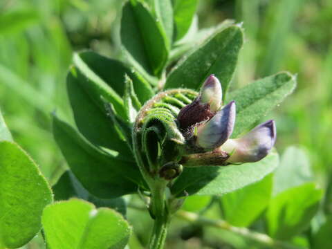 Image of bush vetch