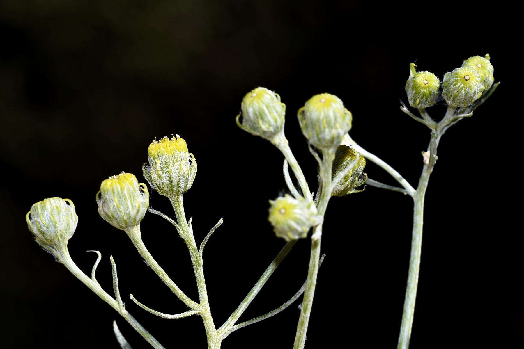 Plancia ëd Senecio cinerascens Ait.