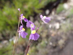 Image of Utricularia welwitschii Oliv.