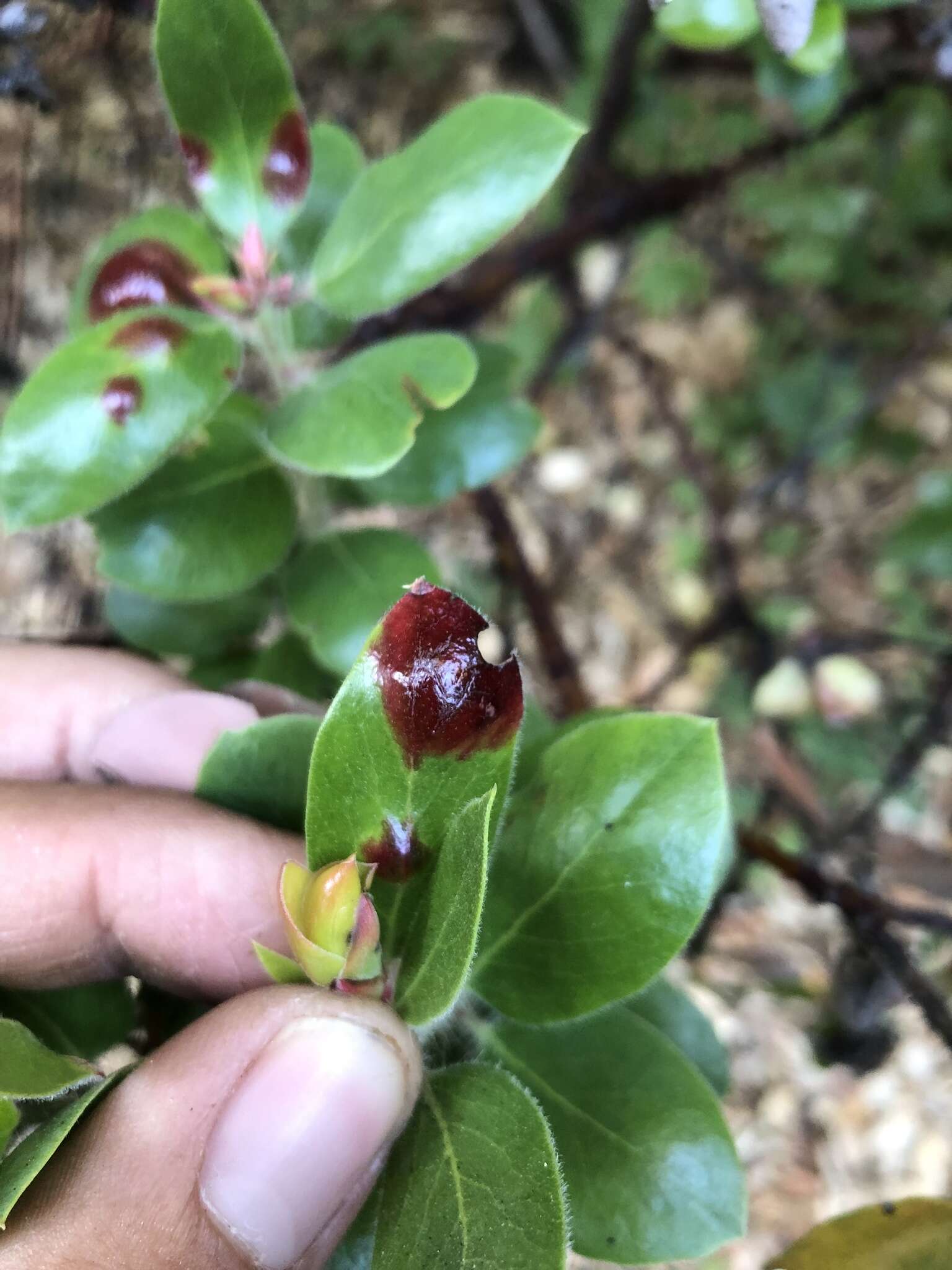 Image of Exobasidium arctostaphyli Harkn. 1884