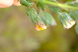 Image of Aspalathus longipes Harv.