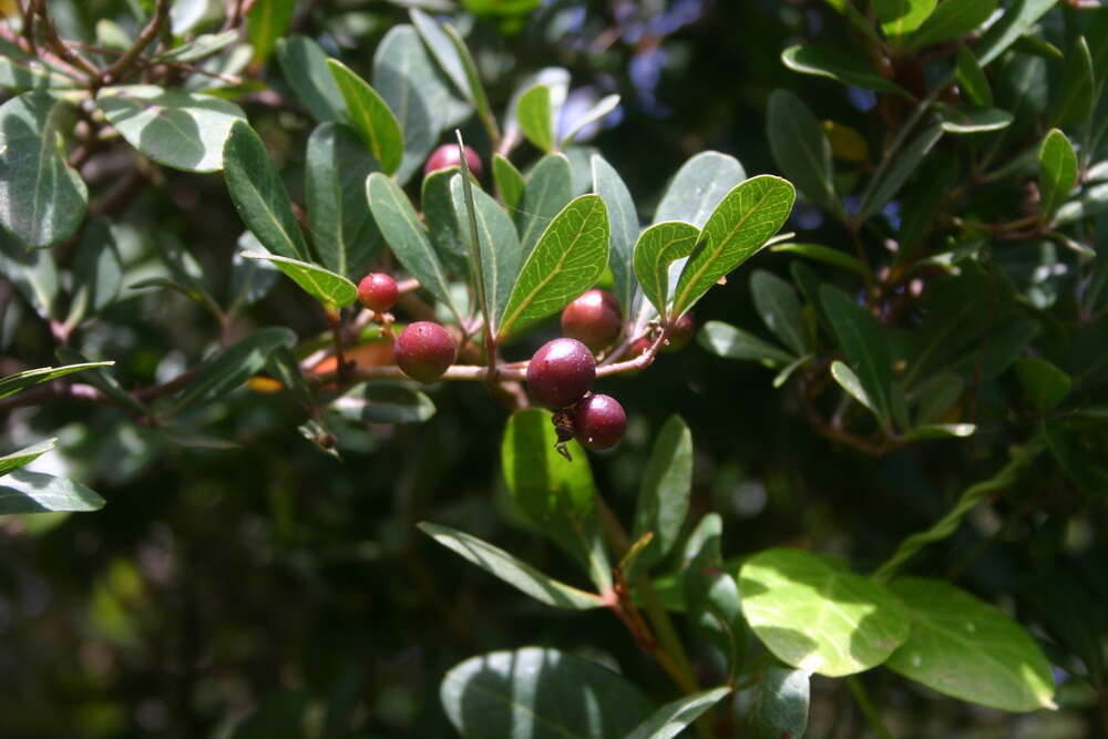 Image of Rhoicissus digitata (L. fil.) Gilg & Brandt