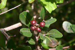 Image of Rhoicissus digitata (L. fil.) Gilg & Brandt