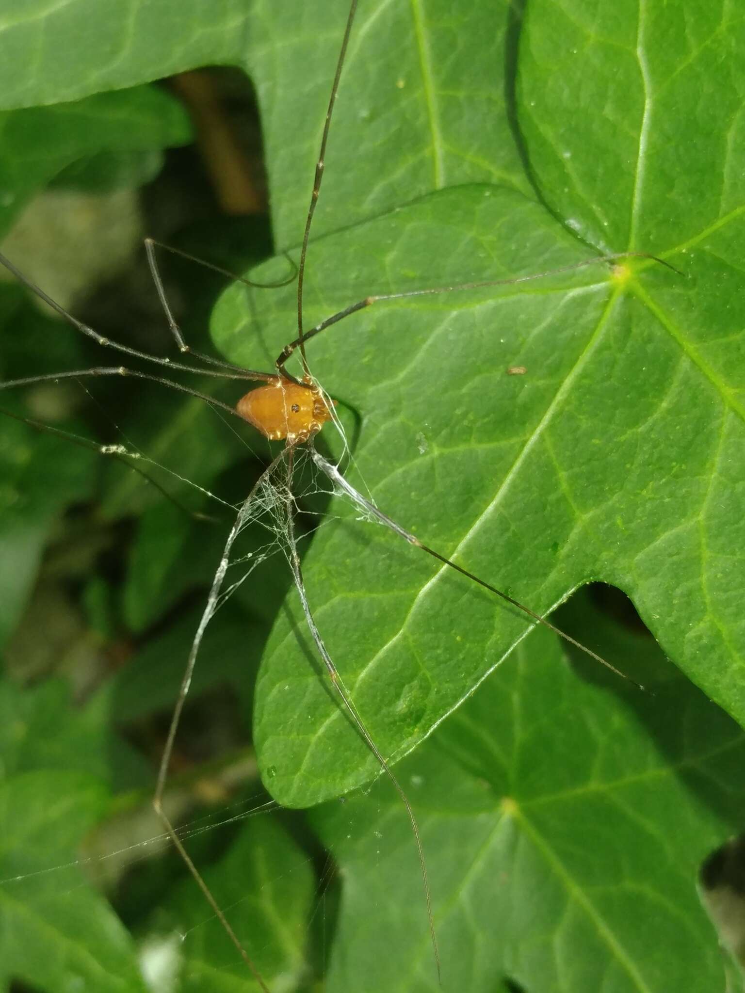 Image of Leiobunum euserratipalpe Ingianni, McGhee & Shultz 2011