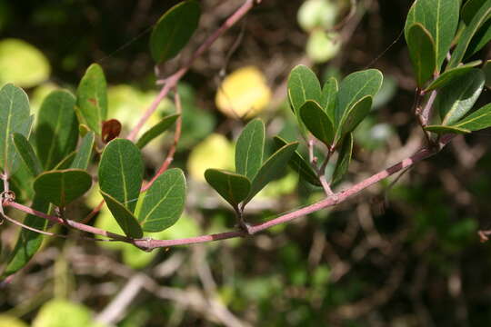 Image of Rhoicissus digitata (L. fil.) Gilg & Brandt