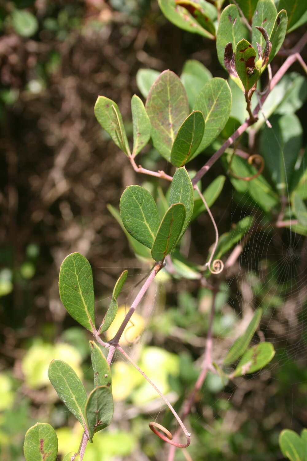 Image of Rhoicissus digitata (L. fil.) Gilg & Brandt