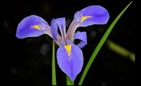 Image of Prairie Iris