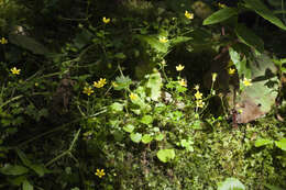 Image of Saxifraga cymbalaria L.