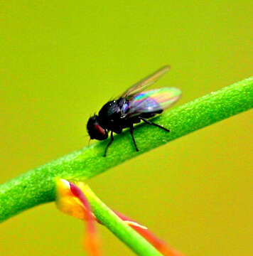 Image of Asparagus miner