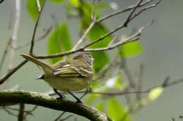 Image of Rough-legged Tyrannulet