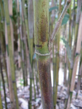 Image of arrow bamboo