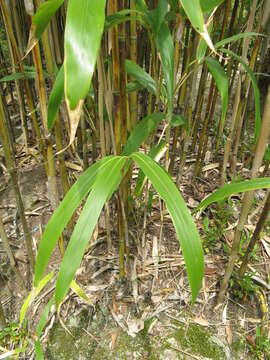 Image de Pseudosasa japonica (Siebold & Zucc. ex Steud.) Makino ex Nakai