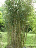 Image of arrow bamboo