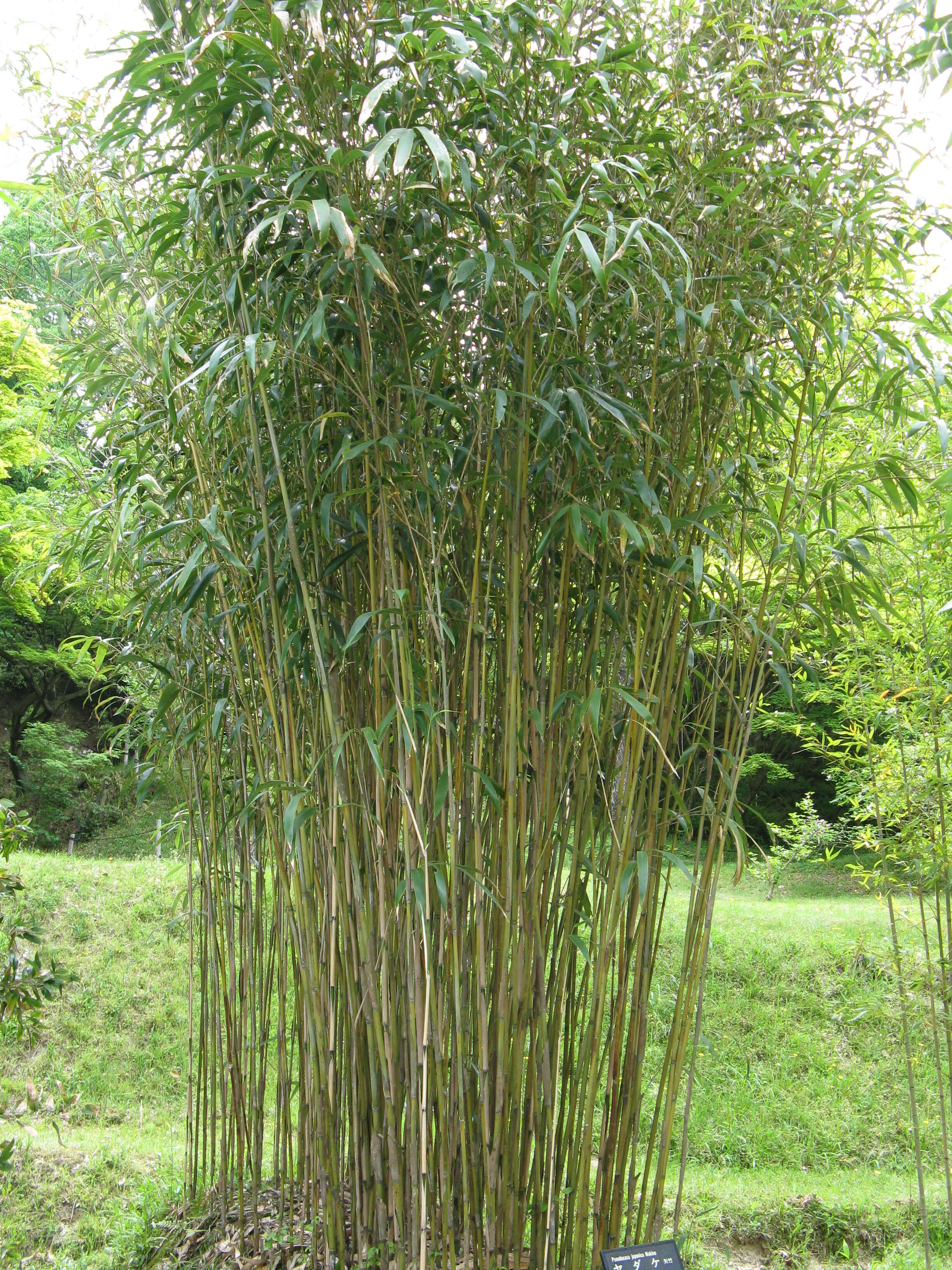 Image of arrow bamboo