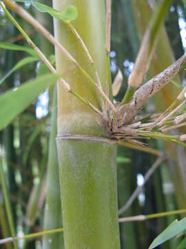 Image of hedge bamboo