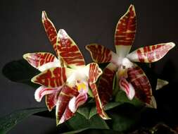 Image of Phalaenopsis sumatrana Korth. & Rchb. fil.