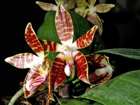 Image of Phalaenopsis sumatrana Korth. & Rchb. fil.