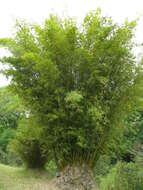 Image of hedge bamboo