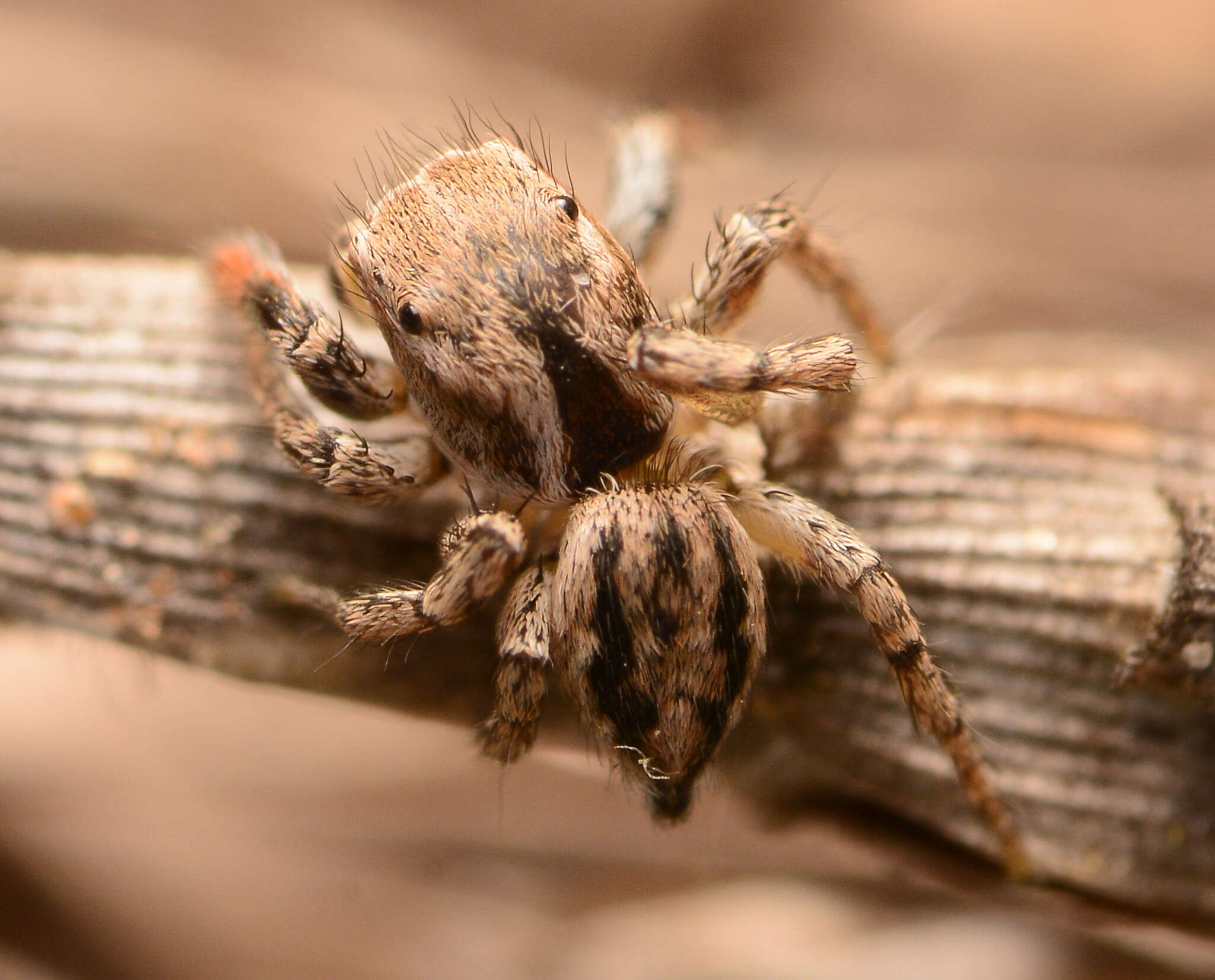 Image of Habronattus texanus (Chamberlin 1924)