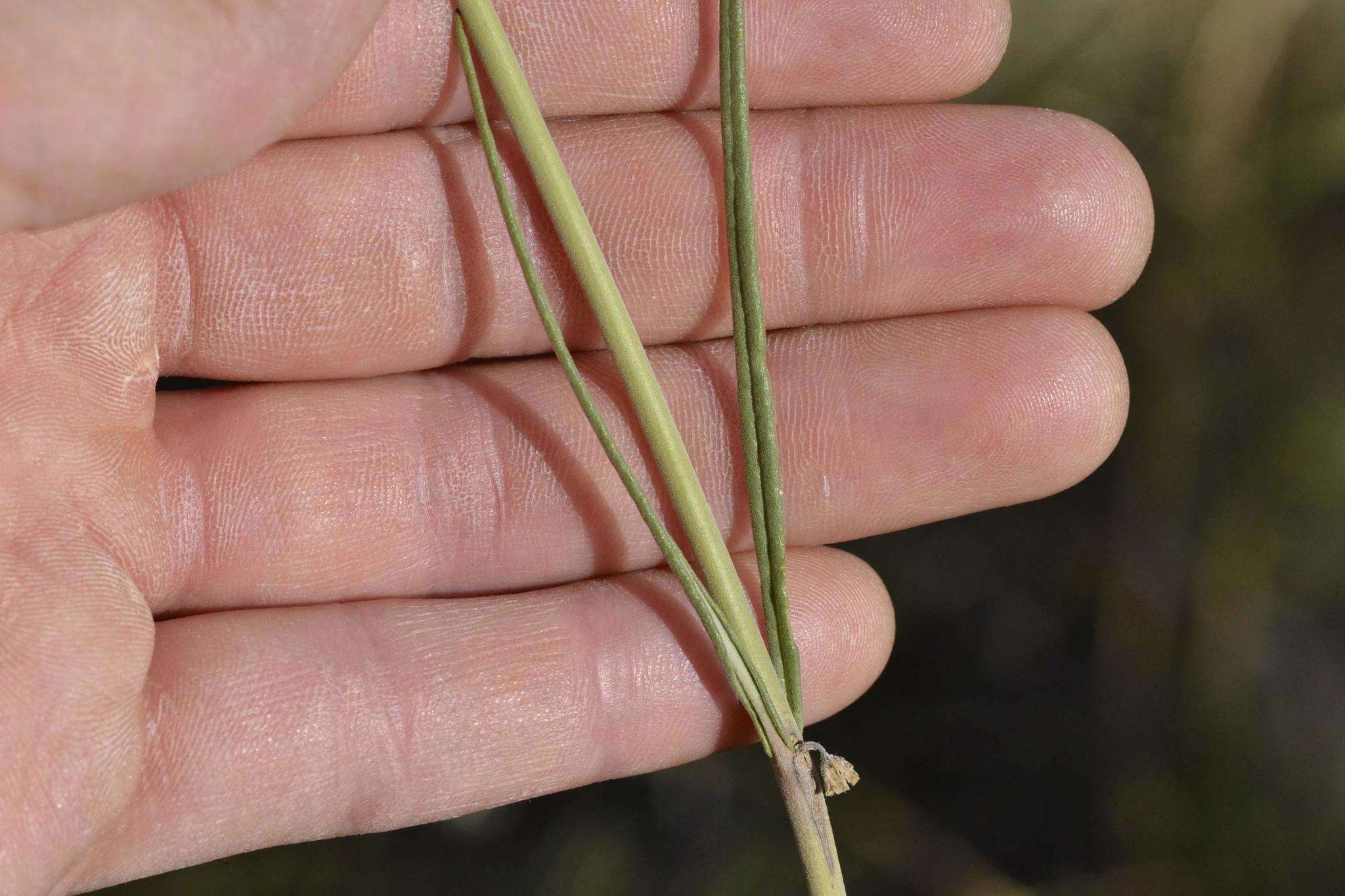 Image of Aspidoglossum biflorum E. Mey.