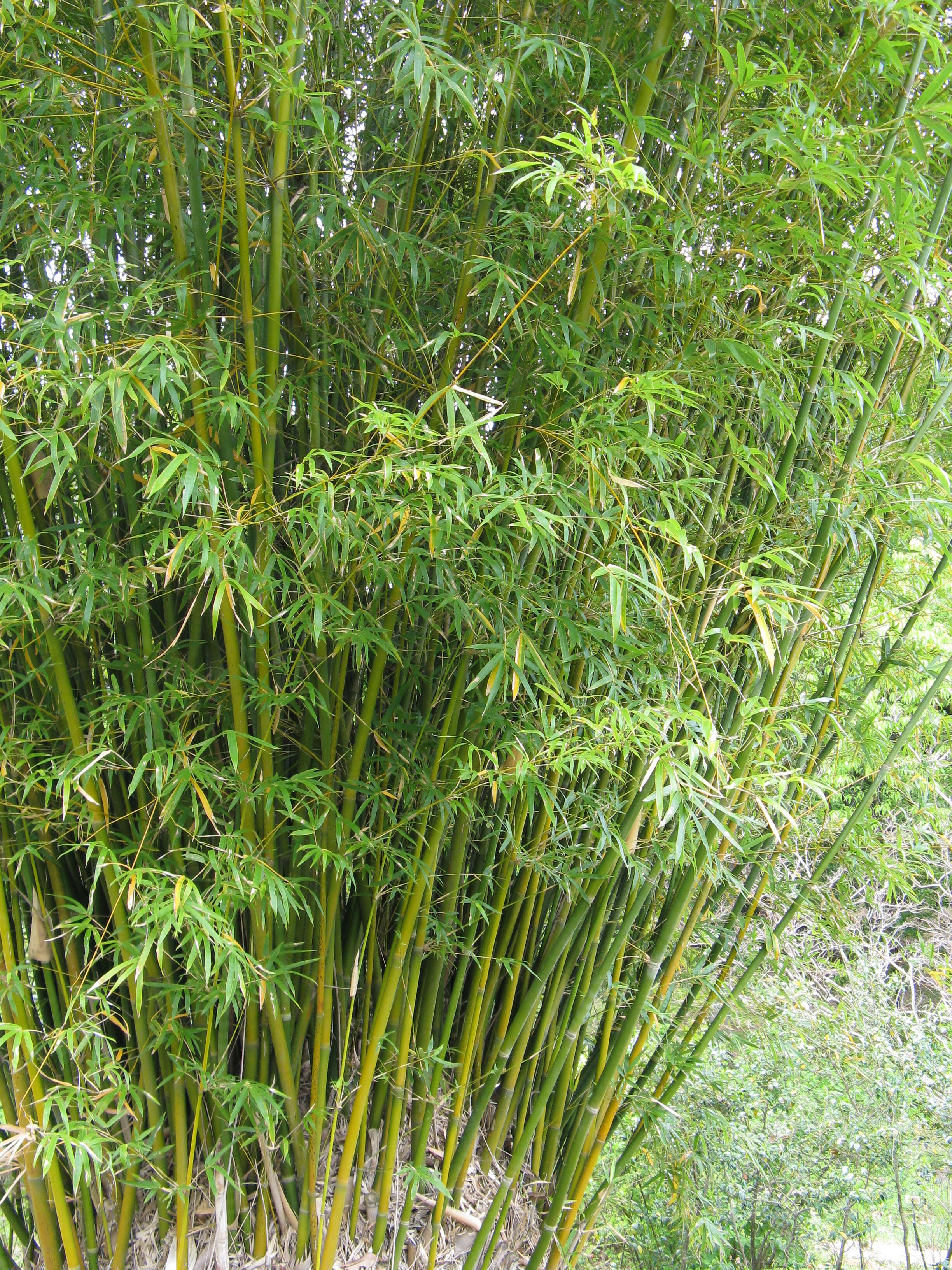 Image of hedge bamboo