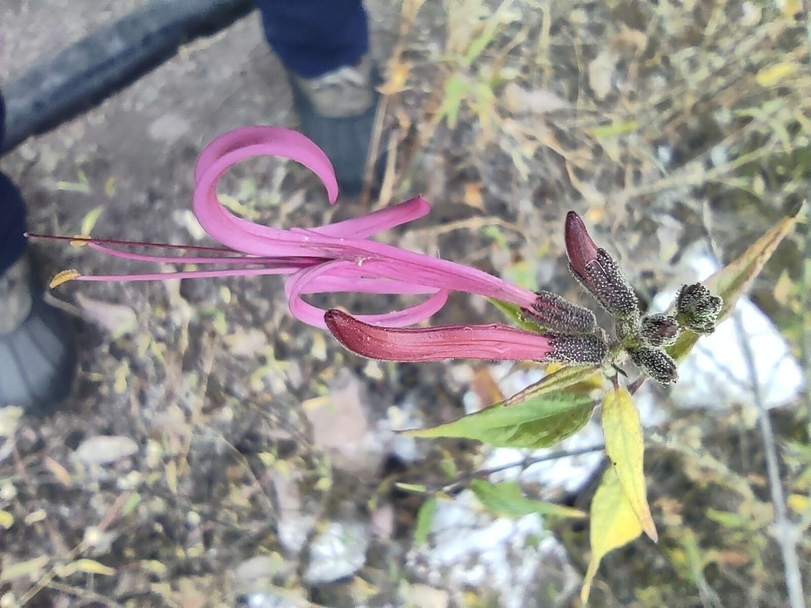 Image of dwarf desert honeysuckle