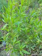 Image of <i>Eupatorium dodonaeifolium</i> DC.