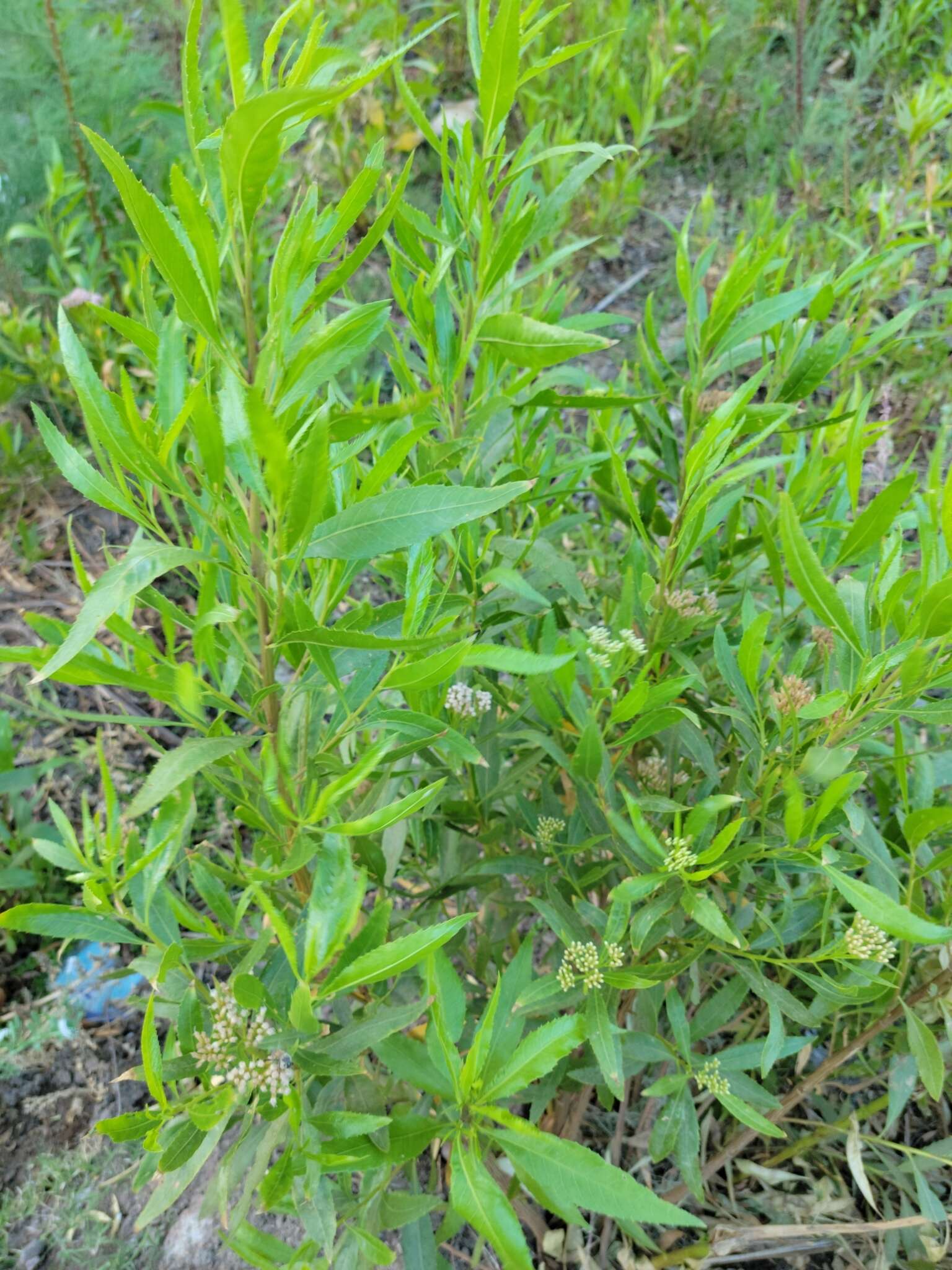 Image of <i>Eupatorium dodonaeifolium</i> DC.