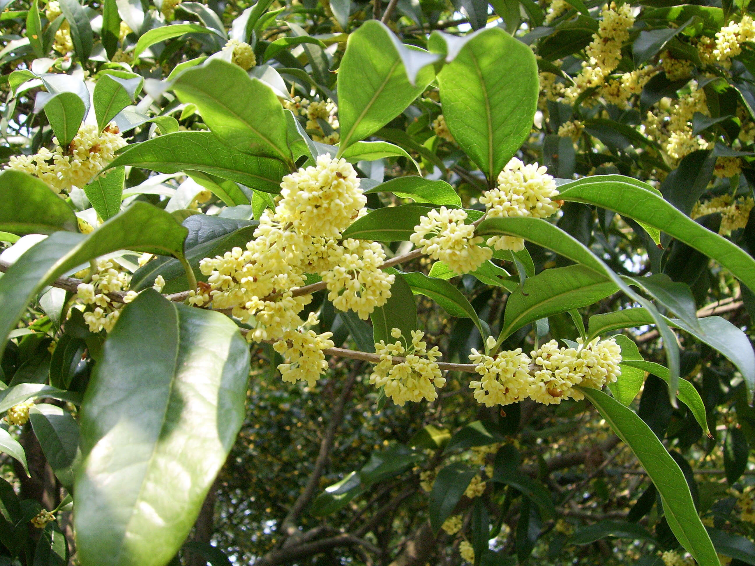 Image of Fragrant Olive