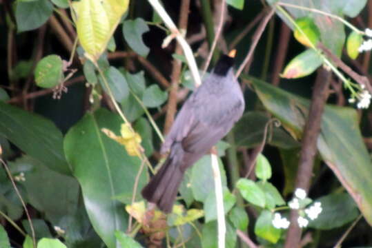 Image of Madagascar Black Bulbul