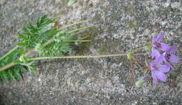 Image of Common Stork's-bill