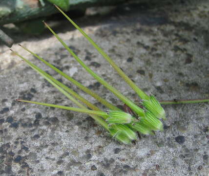 Image of Common Stork's-bill