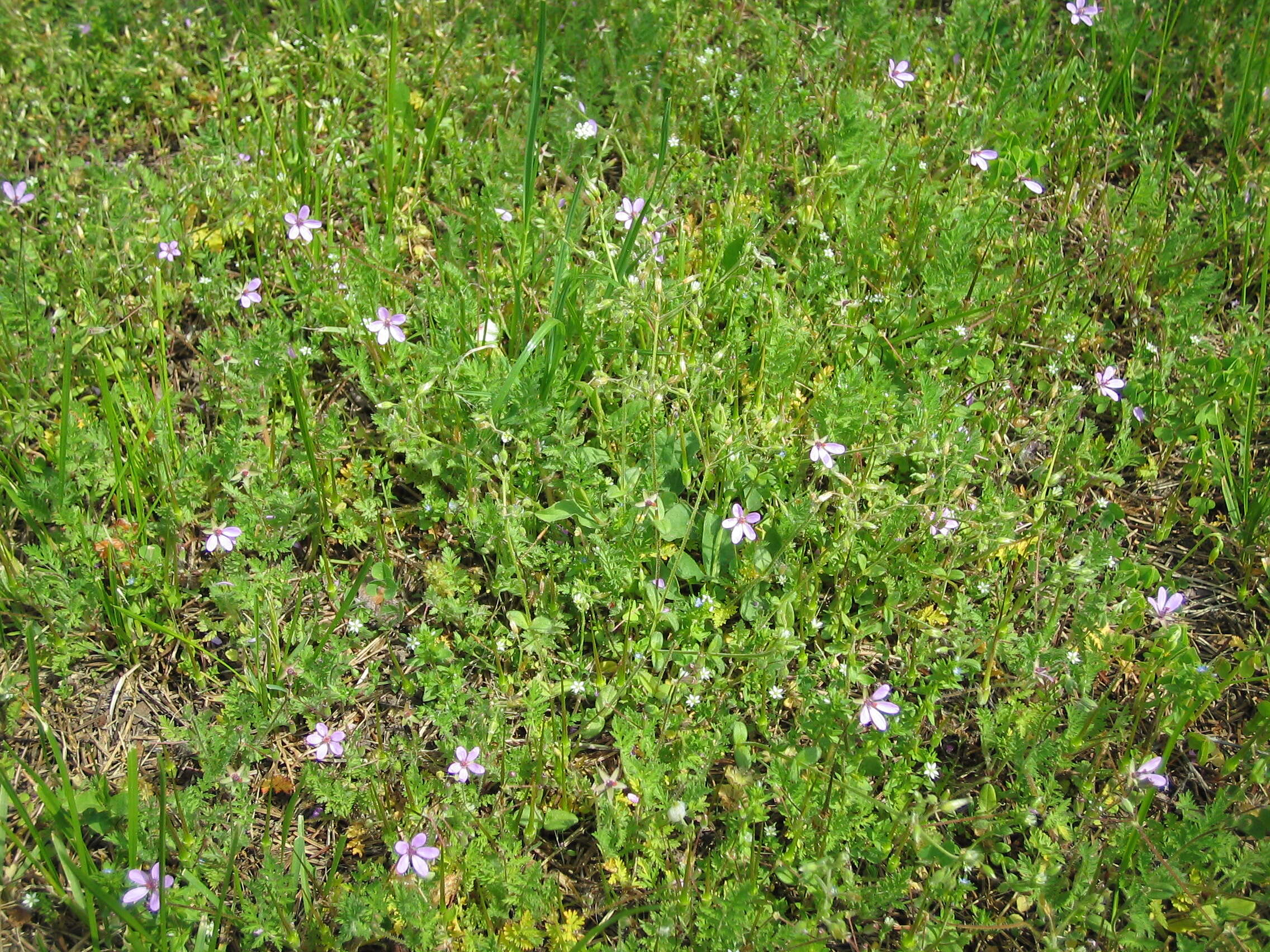 Image of Common Stork's-bill