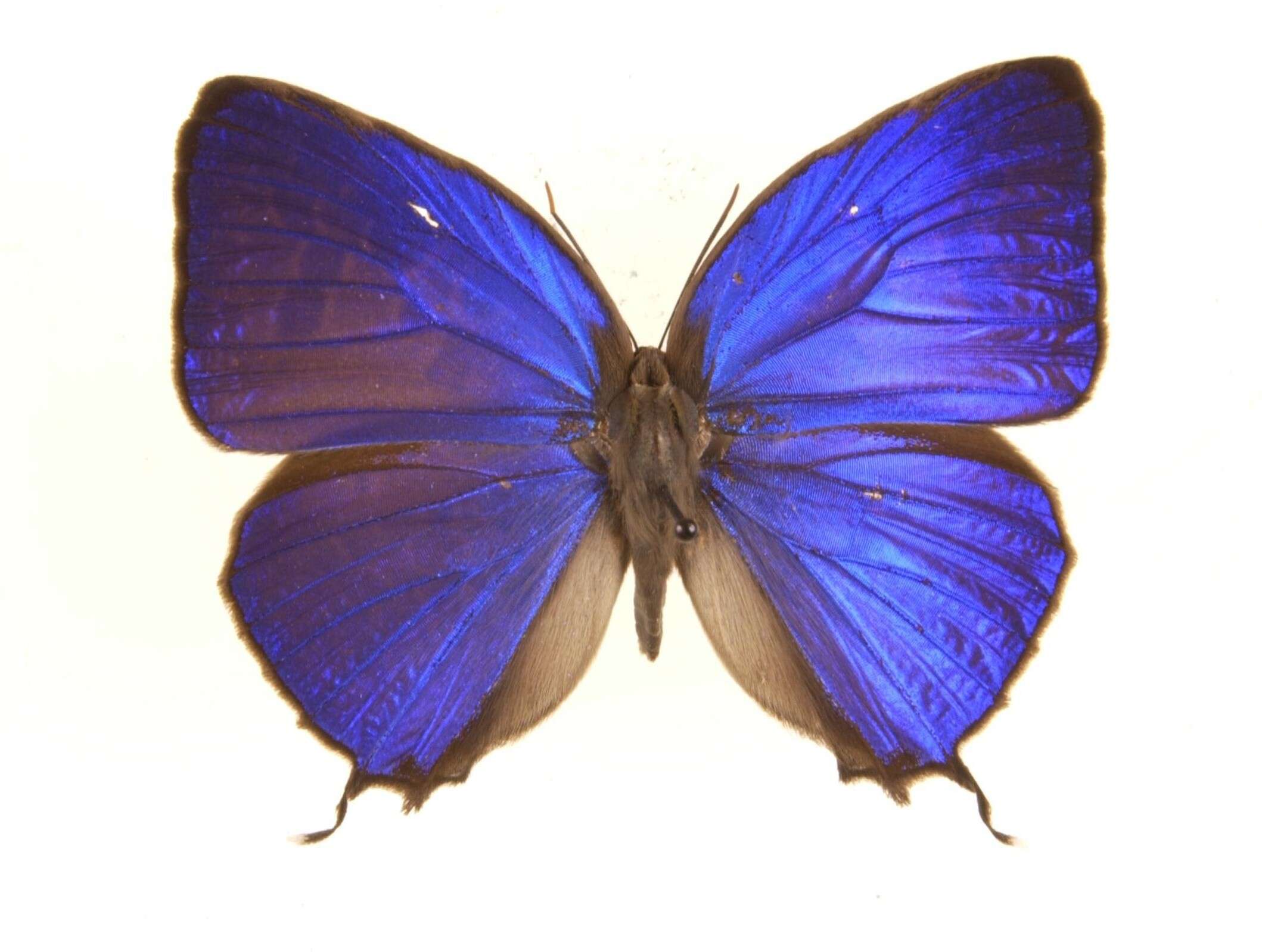 Image de Arhopala anthelus (Westwood (1852))