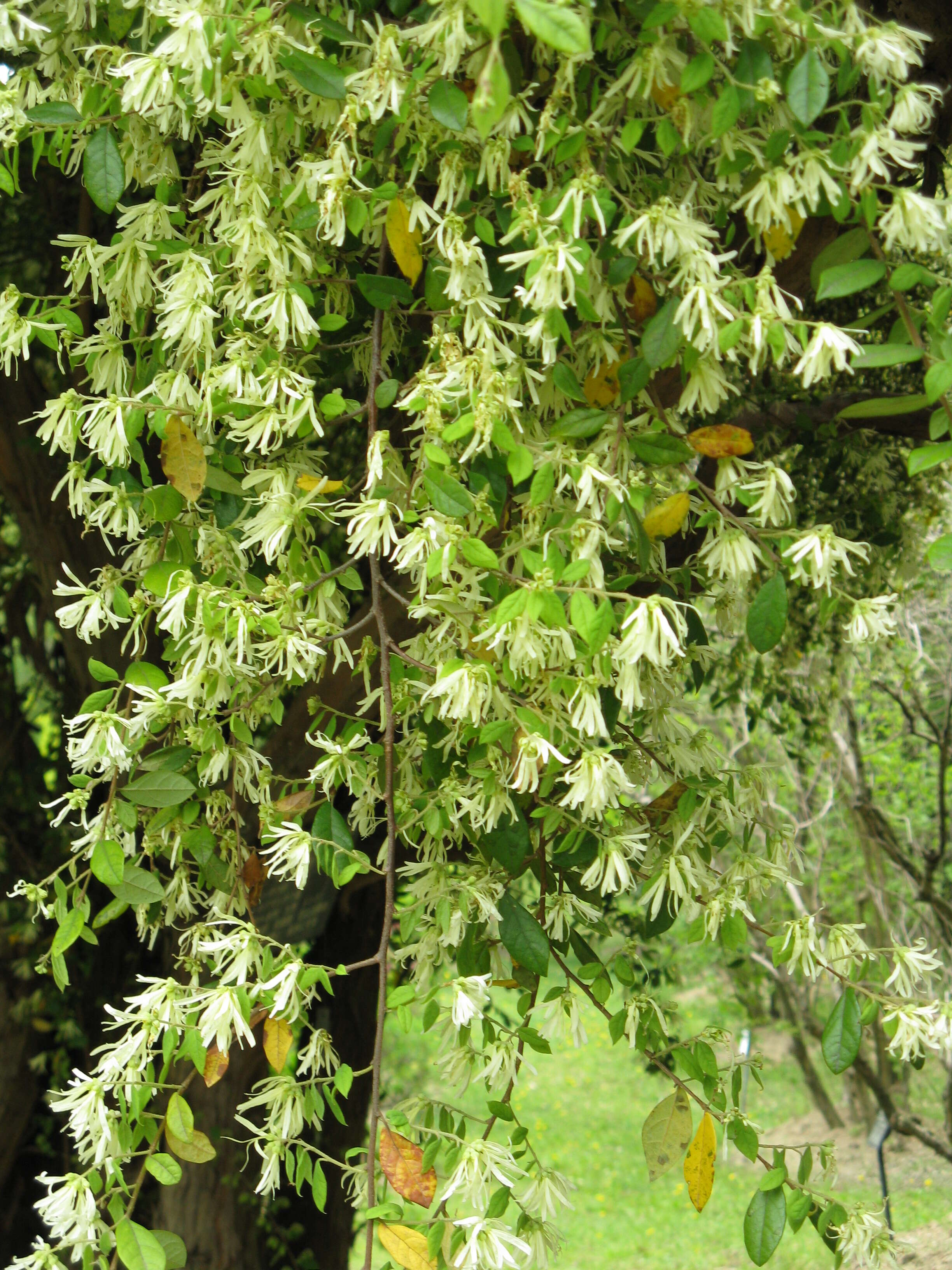 صورة Loropetalum chinense (R. Br.) Oliv.