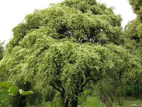 صورة Loropetalum chinense (R. Br.) Oliv.