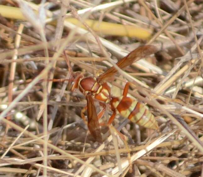 Image of Polistes dorsalis californicus Bohart 1949