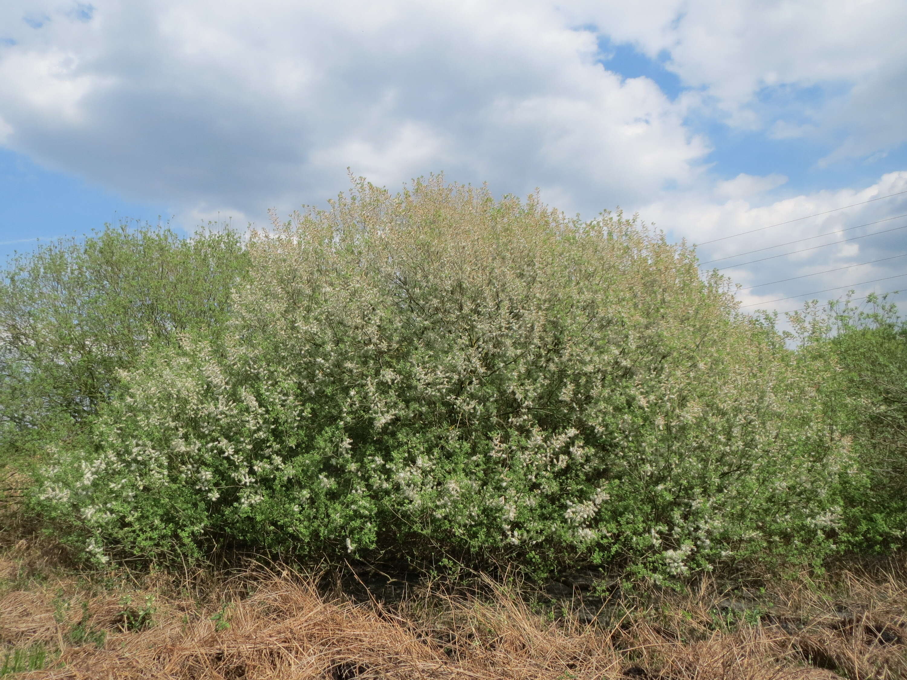 Imagem de Salix cinerea L.