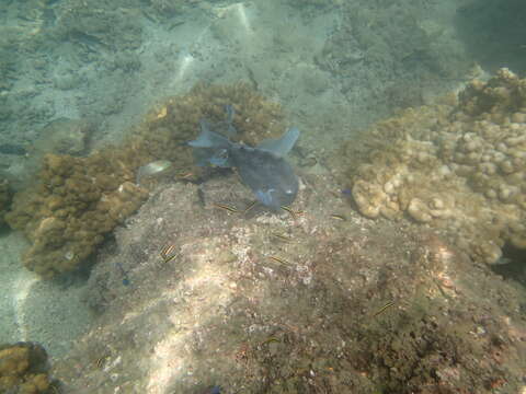 Image of Finescale Triggerfish