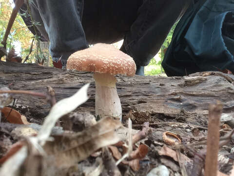 Plancia ëd Armillaria gallica Marxm. & Romagn. 1987