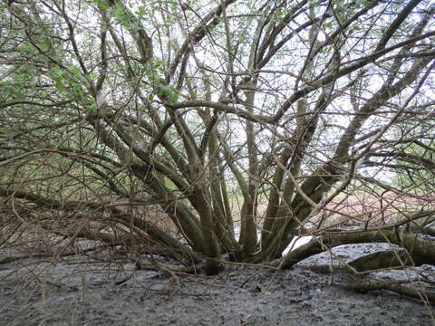 Imagem de Salix cinerea L.