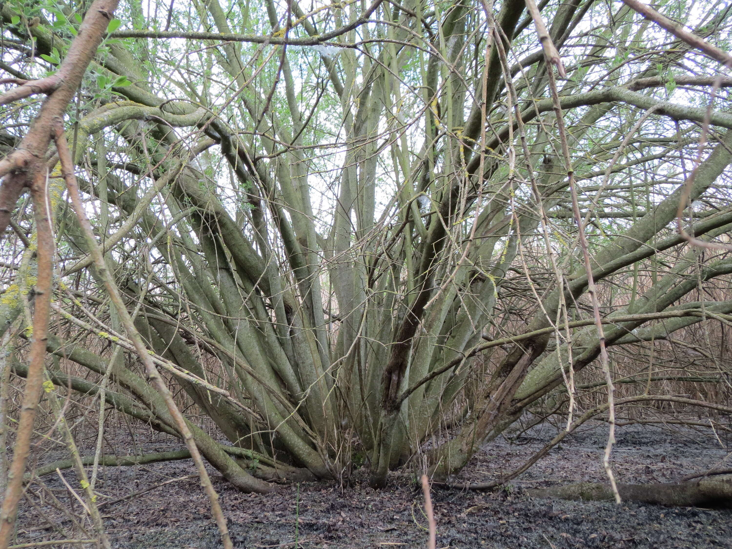 Image of Grey Willow