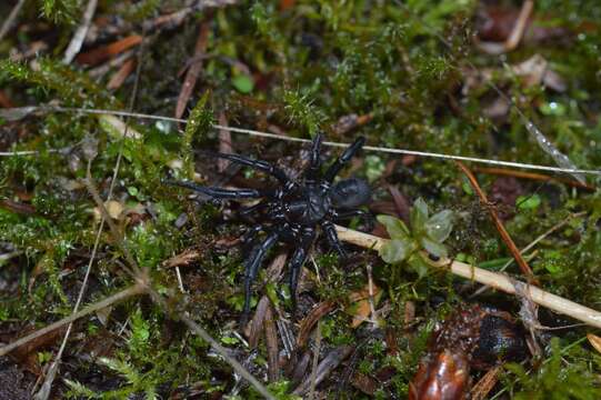 Image of Foldingdoor Spider